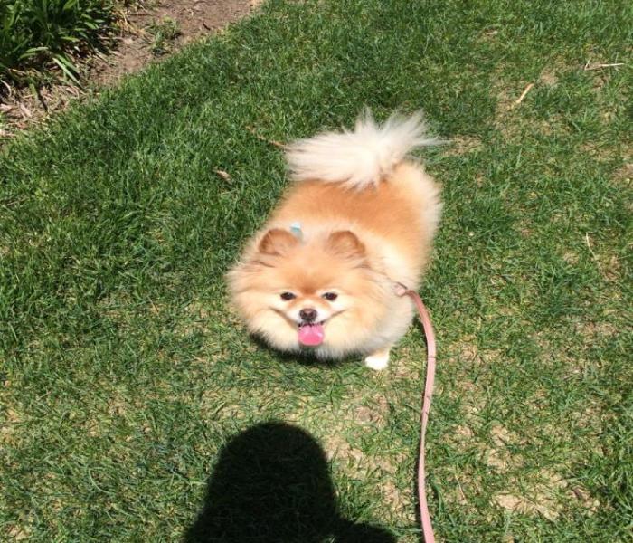 Chó Chihuahua