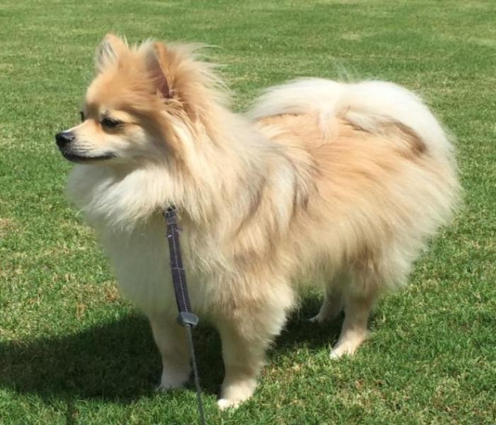 Chó Chihuahua