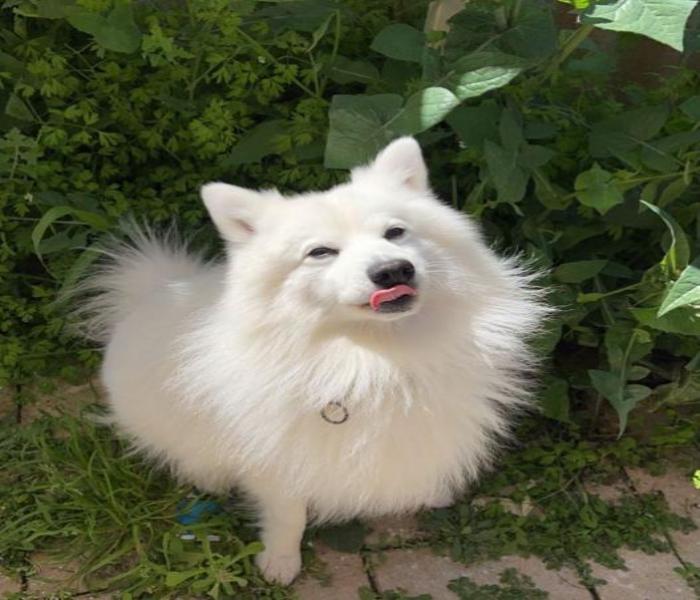 Chó Chihuahua