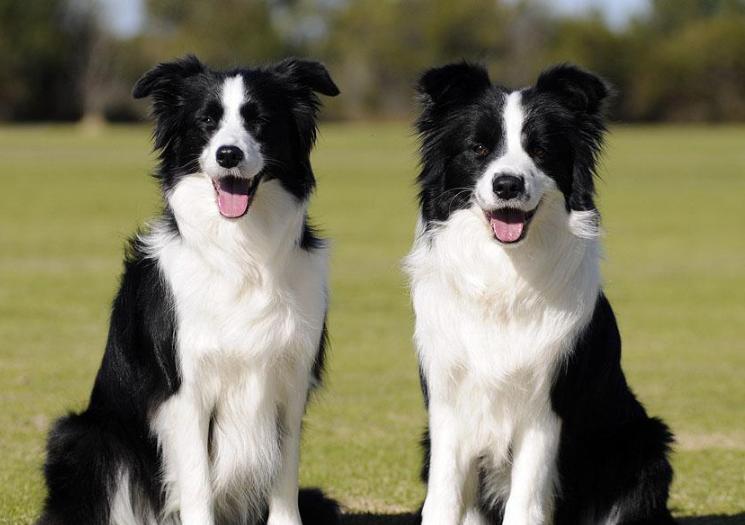 Chó Collie