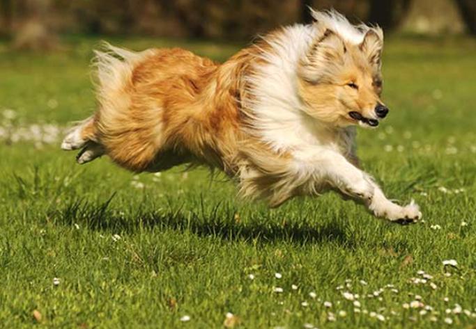Chó Collie
