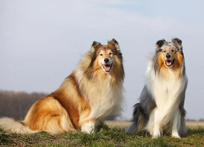 Chó Collie