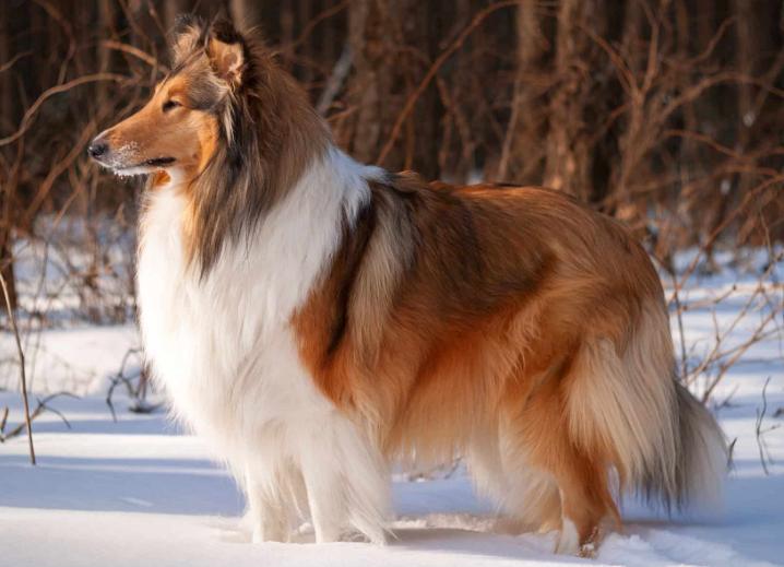 Chó Collie