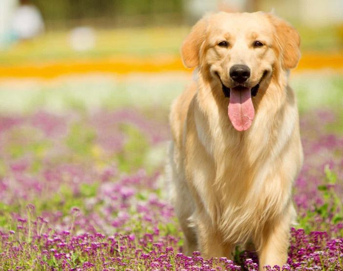 Chó Golden Retriever