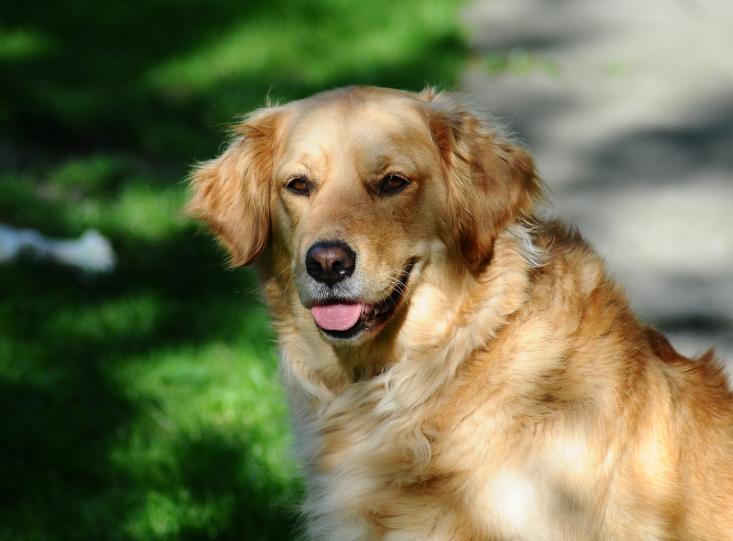 Chó Golden Retriever