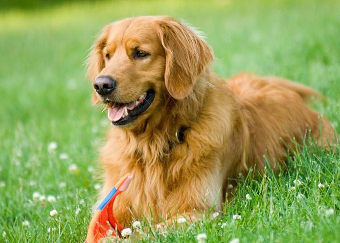 Chó Golden Retriever