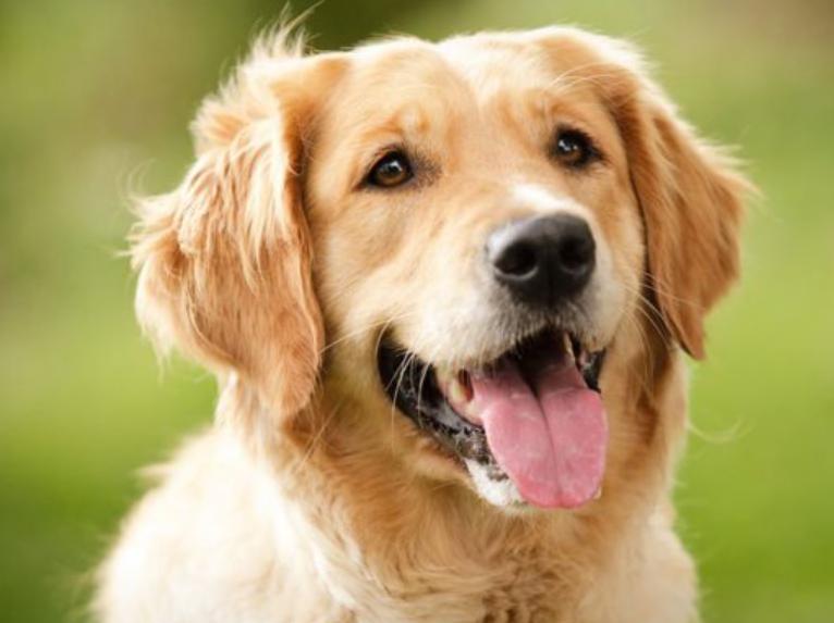 Chó Golden Retriever