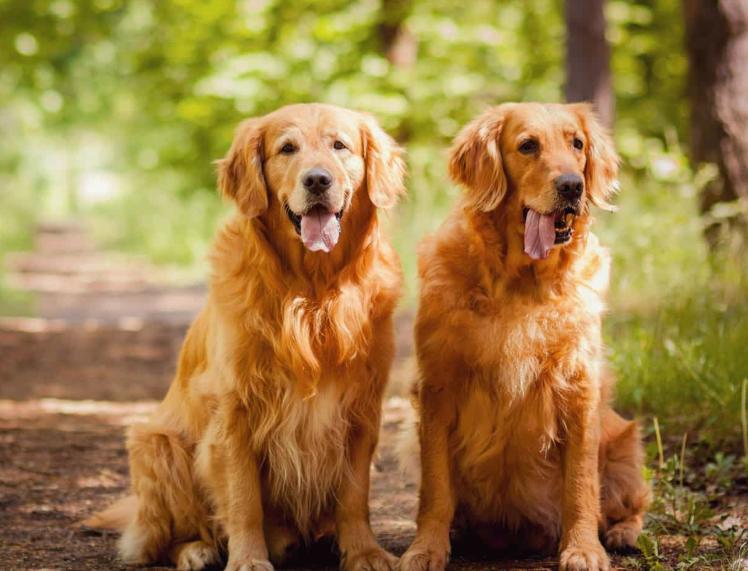 Chó Golden Retriever