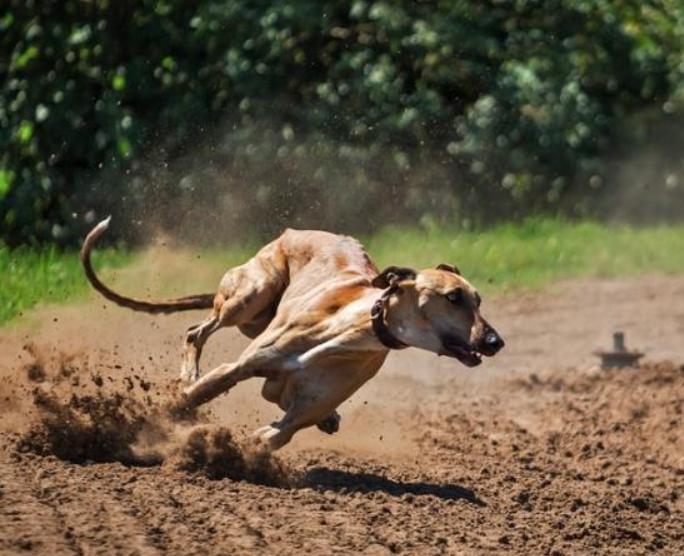 Chó Greyhound