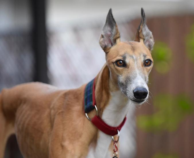 Chó Greyhound