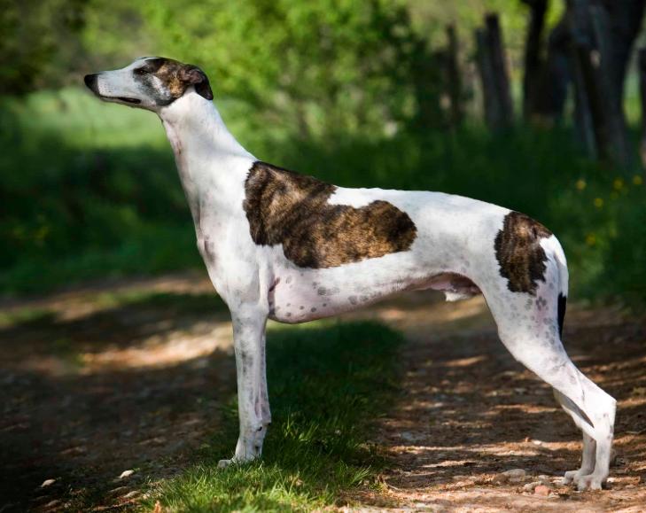 Chó Greyhound