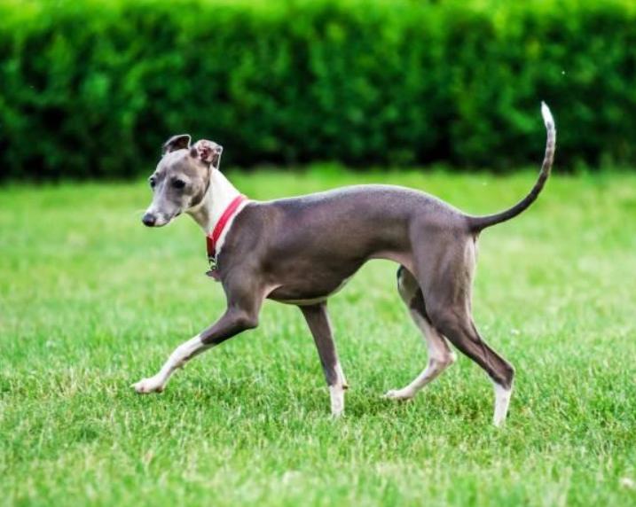 Chó Greyhound