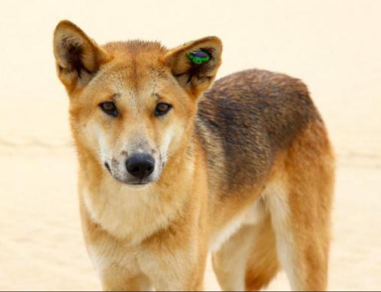 Chó Hoang Dingo