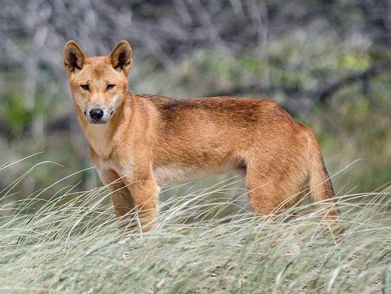Chó Hoang Dingo