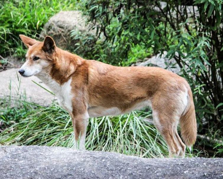 Chó Hoang Dingo