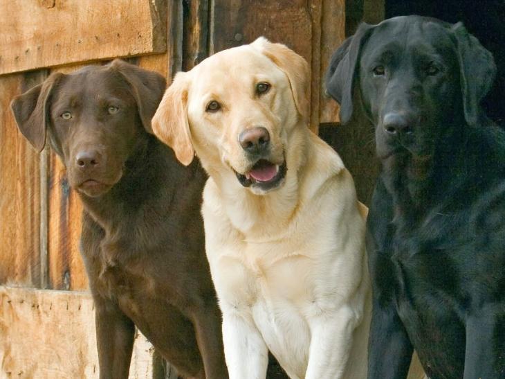 Chó Labrador Retriever
