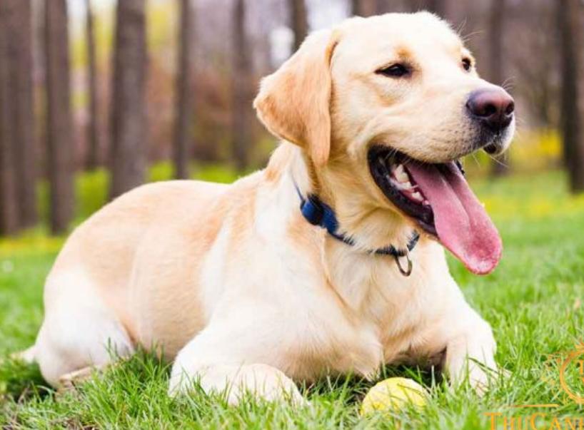 Chó Labrador Retriever
