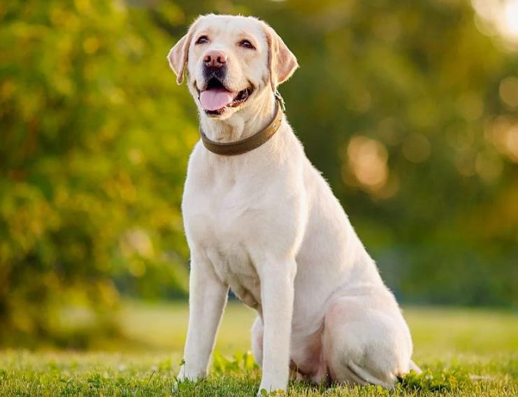 Chó Labrador Retriever