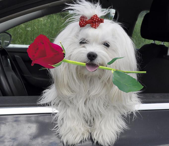 Chó Maltese