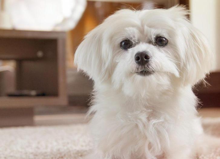 Chó Maltese