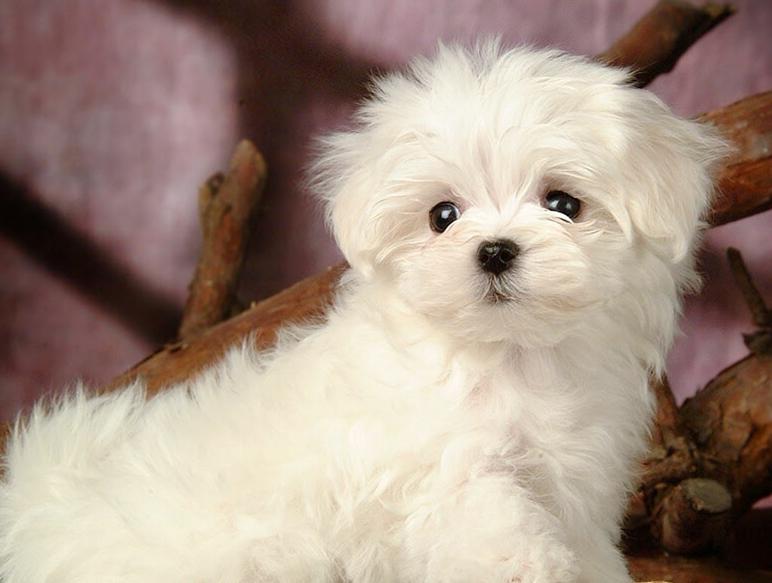 Chó Maltese
