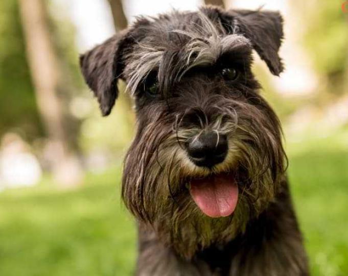 Chó Miniature Schnauzer