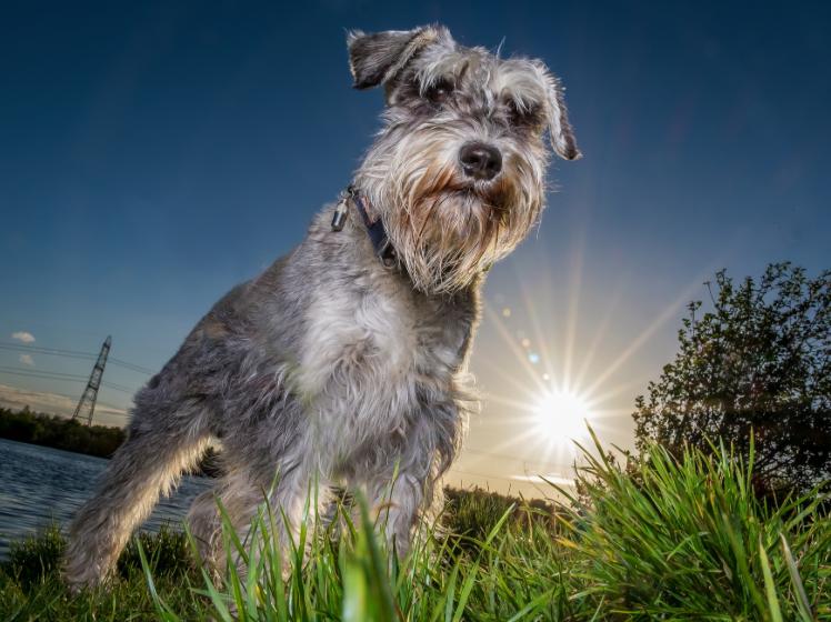 Chó Miniature Schnauzer