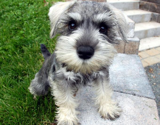 Chó Miniature Schnauzer