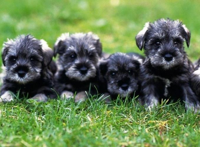 Chó Miniature Schnauzer