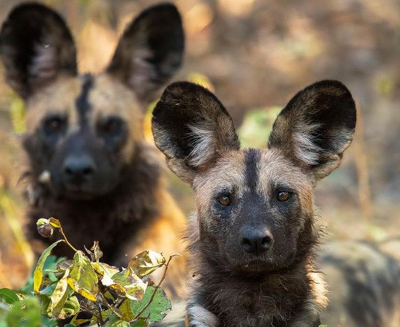 Chó Rừng Châu Phi – Thông Tin Đặc Điểm, Hành Vi, Sinh Thái & Bảo Tồn