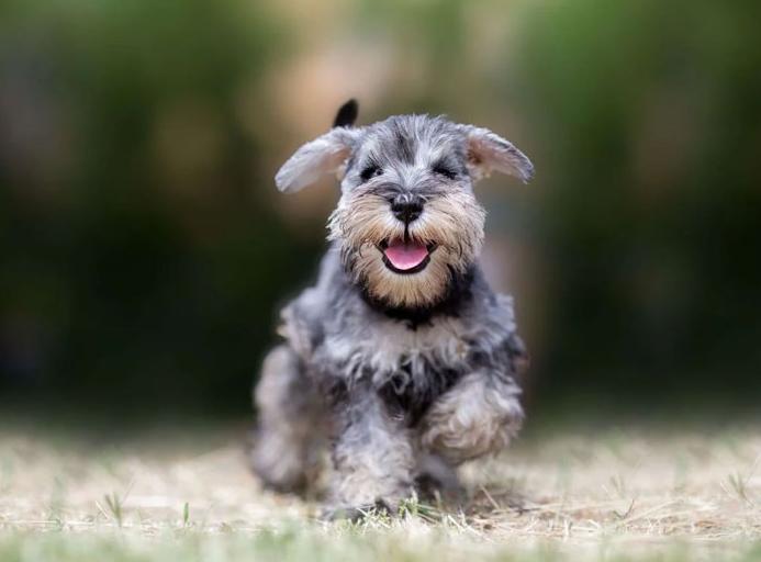 Chó Schnauzer