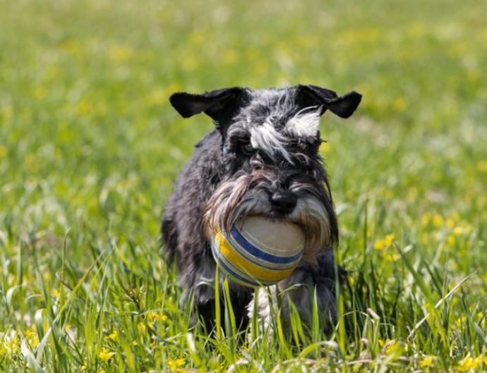 Chó Schnauzer