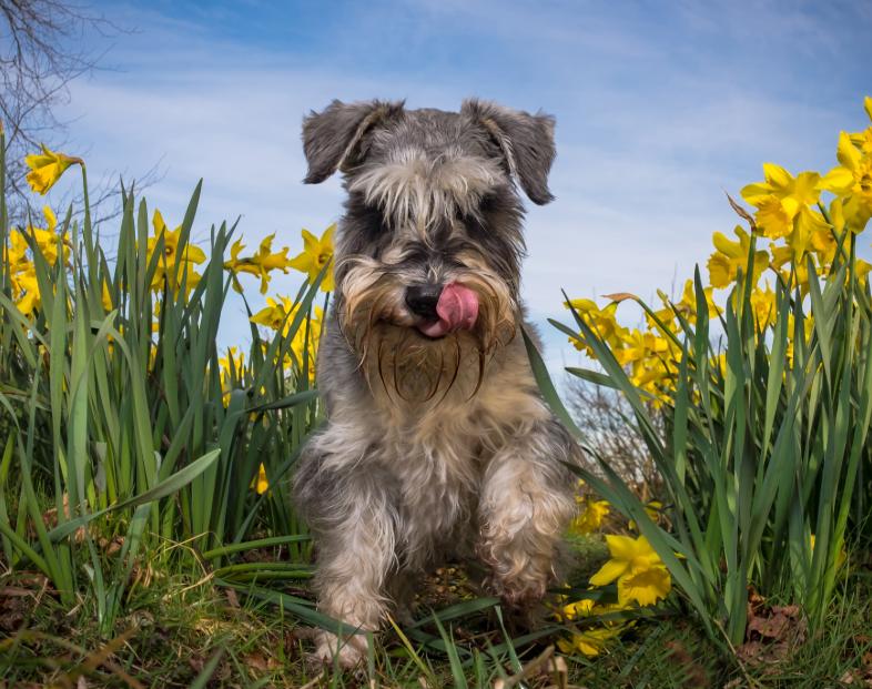 Chó Schnauzer