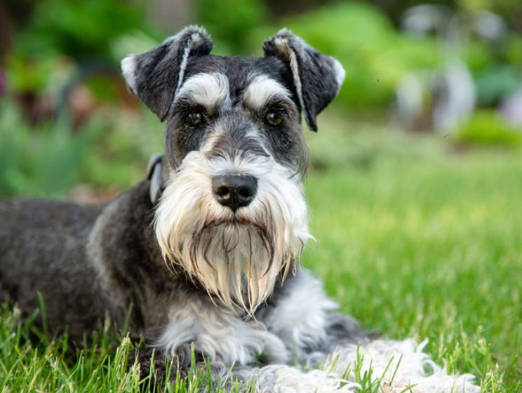 Chó Schnauzer