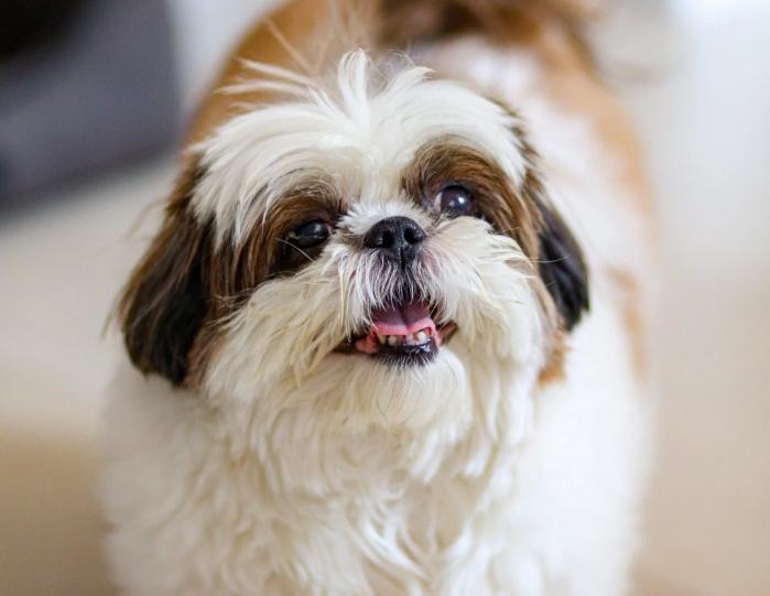 Chó Shih Tzu