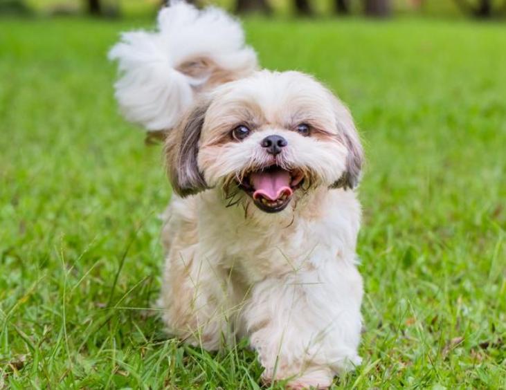 Chó Shih Tzu