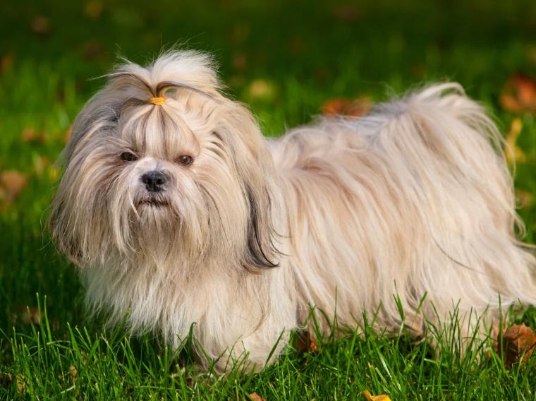 Chó Shih Tzu