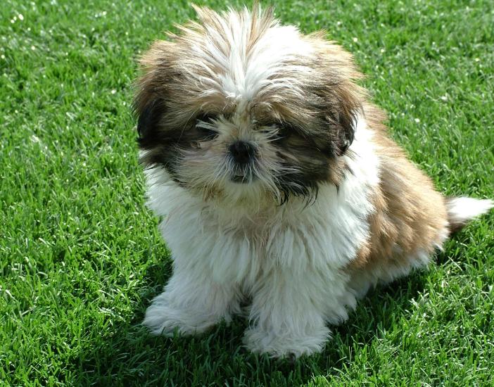 Chó Shih Tzu