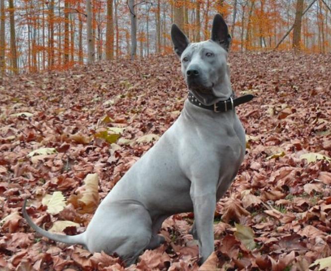Chó Thai Ridgeback