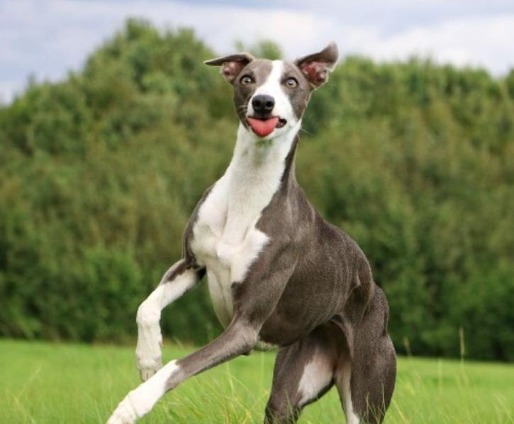 Chó Whippet