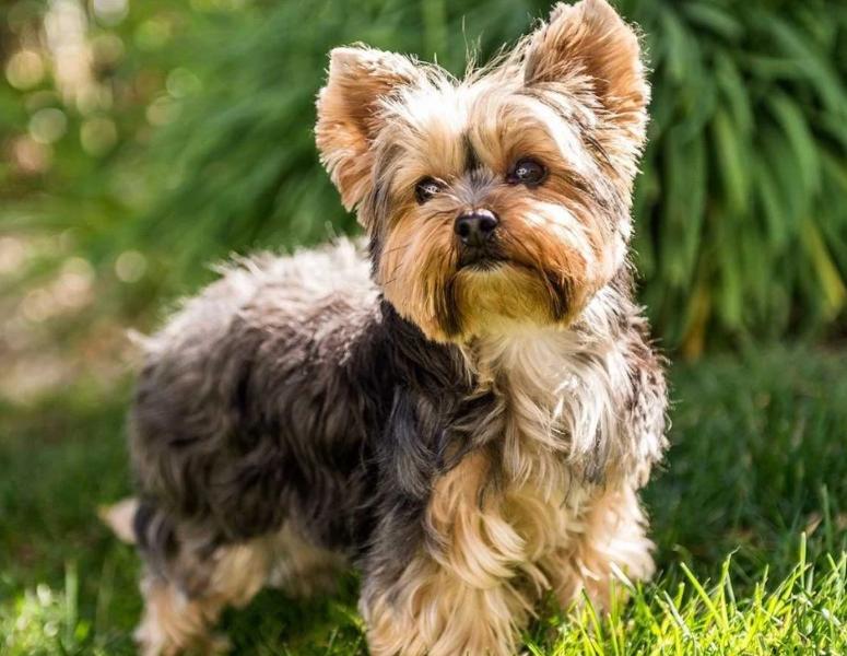Chó Yorkshire Terrier