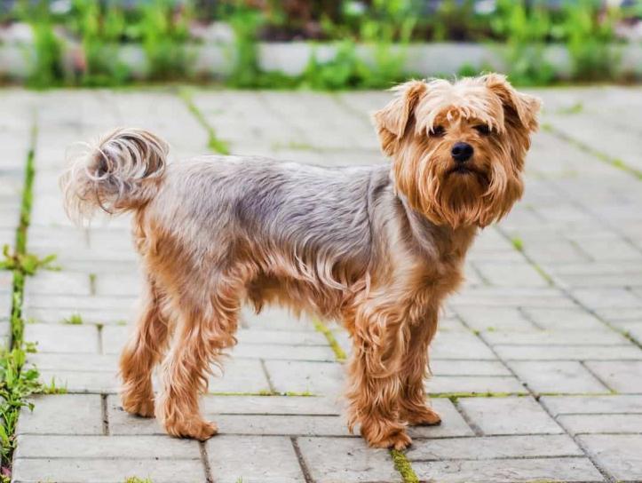 Chó Yorkshire Terrier