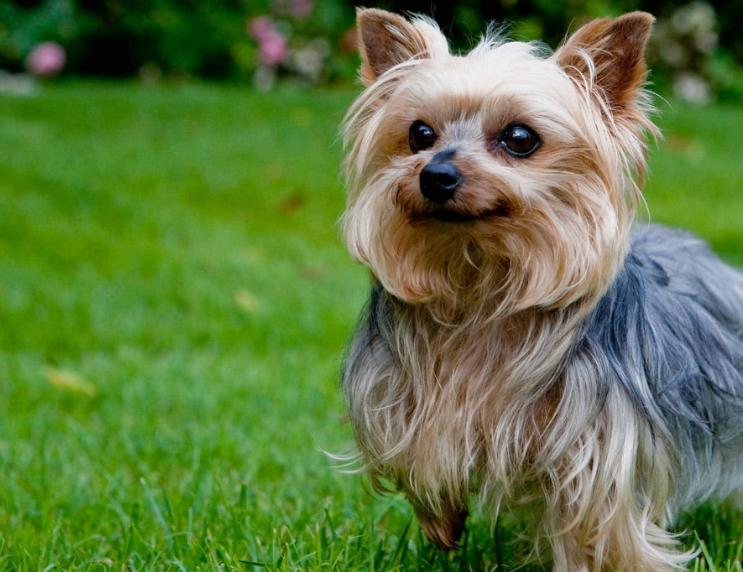 Chó Yorkshire Terrier