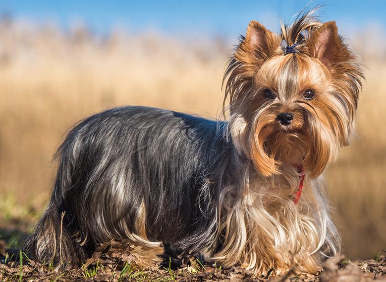 Chó Yorkshire Terrier