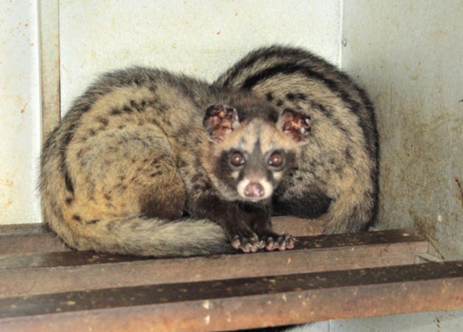 Chồn Mướp