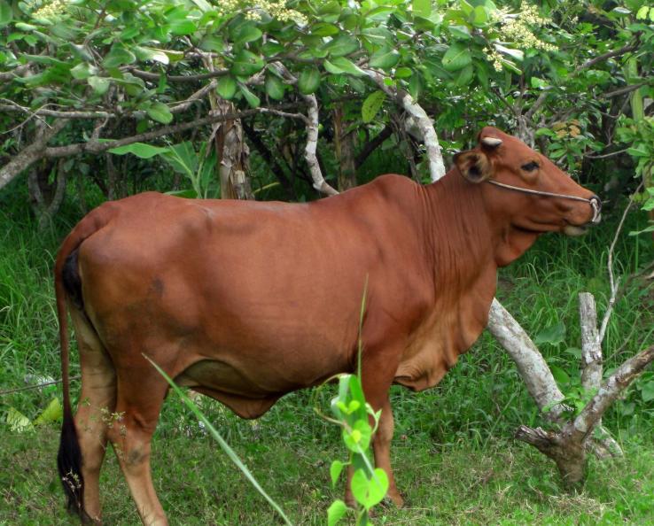 Bò Vàng Việt Nam