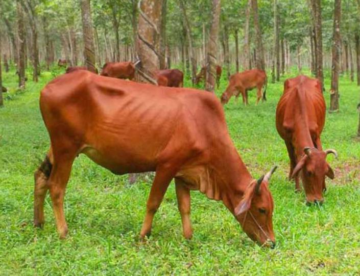 Bò Vàng Việt Nam