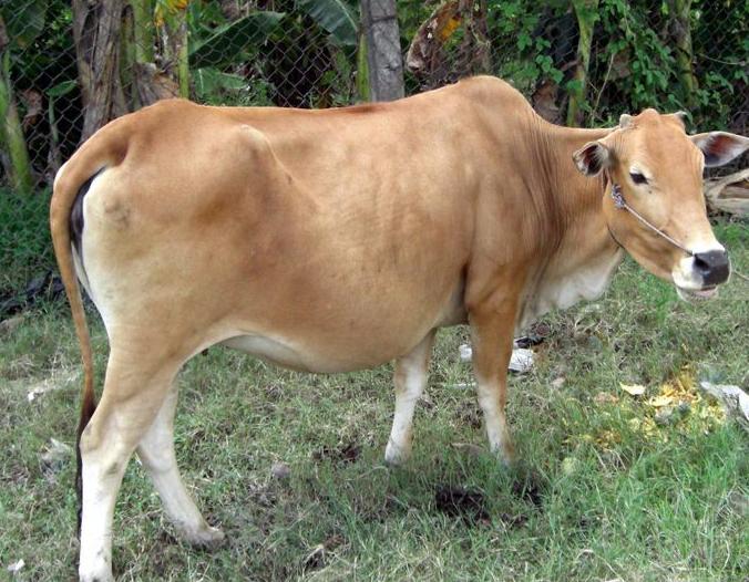Bò Vàng Việt Nam