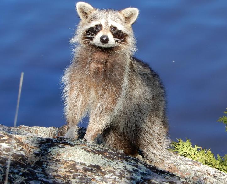 Con Chồn – Đặc Điểm Sinh Học Và Giá Trị Trong Chăn Nuôi Bán Hoang Dã