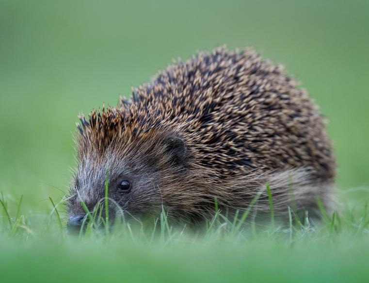 Con Nhím – Đặc Điểm Sinh Học Và Giá Trị Trong Chăn Nuôi Hiện Nay